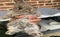 Netherland Dwarf rabbits for sale: Gorgeous Netherland Dwarf Rabbits - 3 left 🐰 - Image 6