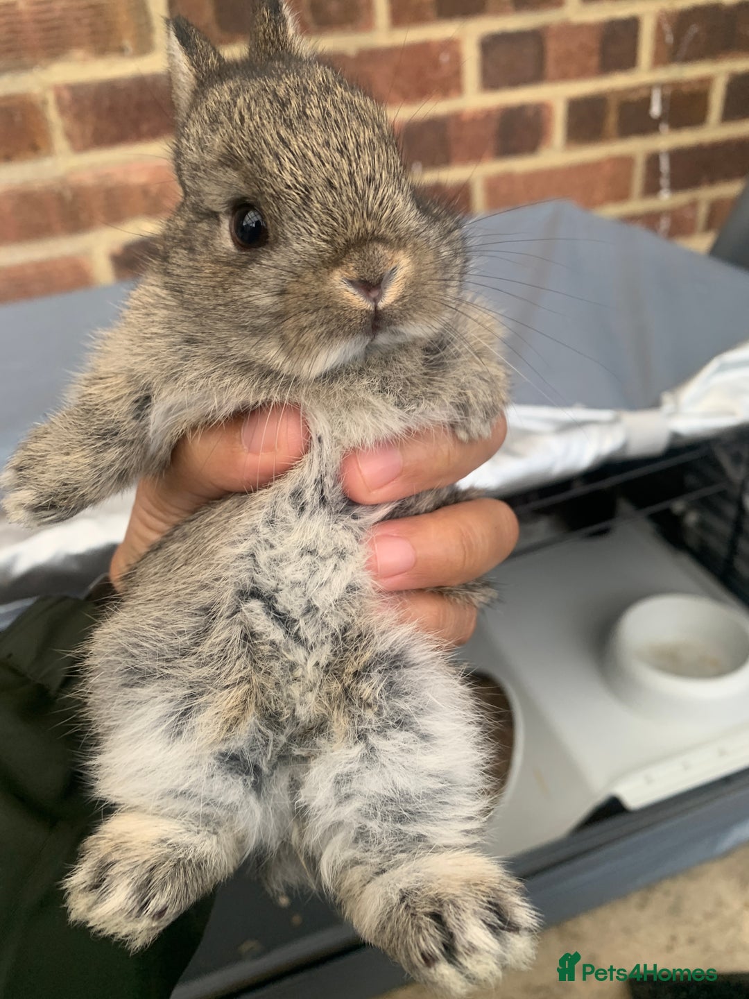 Netherland Dwarf rabbits for sale: Gorgeous Netherland Dwarf Rabbits - 3 left 🐰 - Image 6