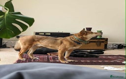 Mixed Breed dogs for adoption: Basil 7 year old meat trade survivor  - Image 3