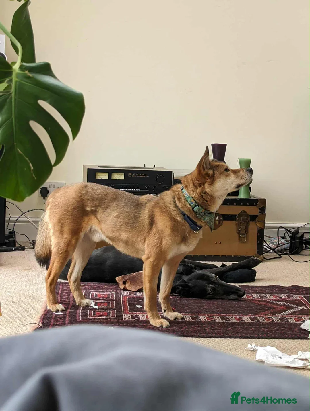 Mixed Breed dogs for adoption: Basil 7 year old meat trade survivor  - Advert 3