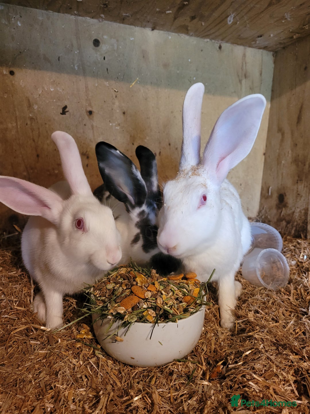 Belgian Hares rabbits for sale: 'Koda' chocolate&white butterfly Belgian Hare buck - Image 6