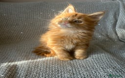 Maine Coon cats for sale: 5 tica registered mainecoon kittens  - Image 11