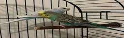 Parrots birds for sale: Affectionate Parrots That Love Human Interaction in Orpington - Advert 2