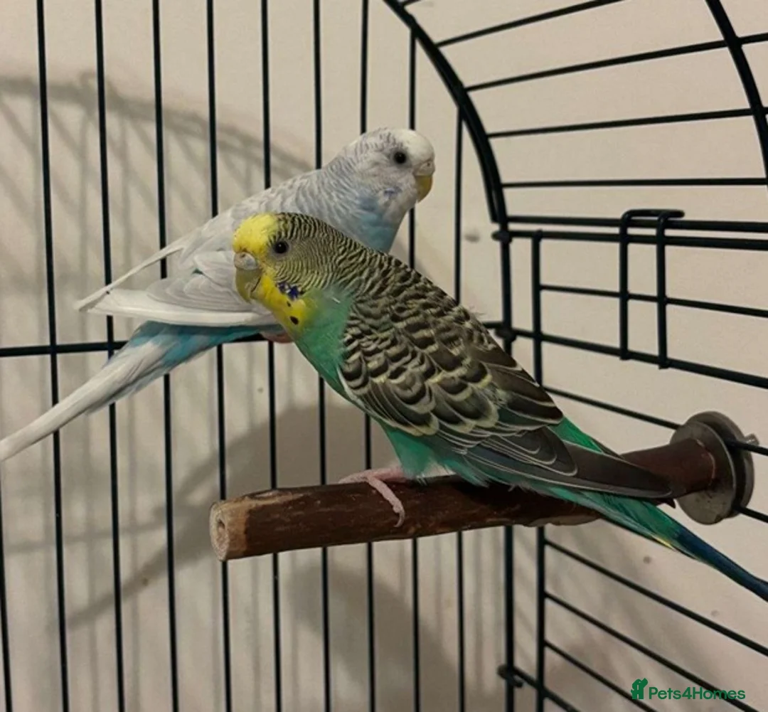 Parrots birds for sale: Affectionate Parrots That Love Human Interaction in Orpington - Advert 2