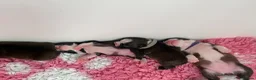 Boston Terrier dogs for sale: Five gorgeous puppies, looking for a forever home - Advert 15