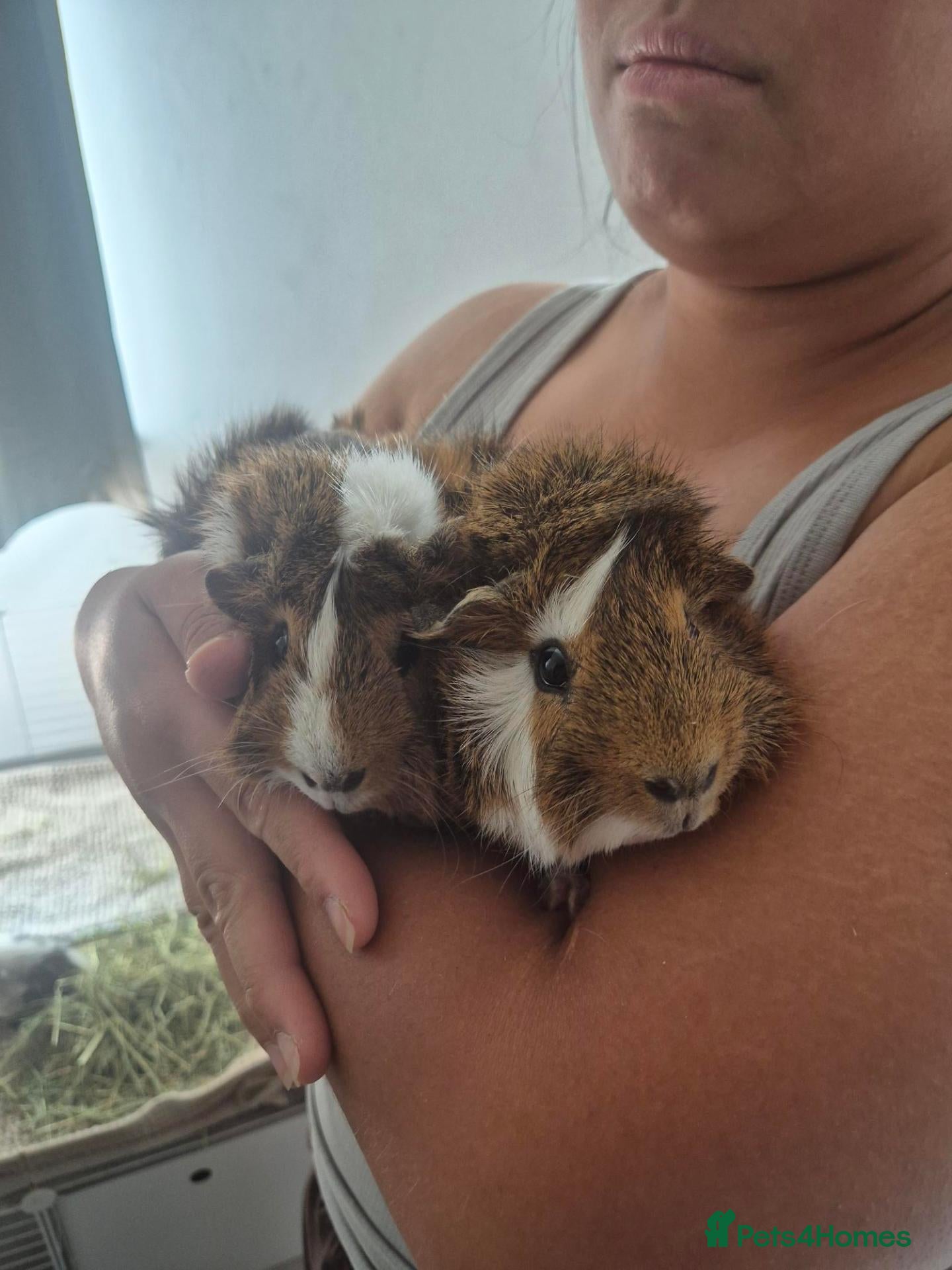 Guinea Pig rodents 2 x male guinea pigs  - Advert 1