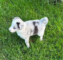 Border Collie dogs - Advert 3