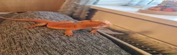 Bearded Dragon reptiles for sale: Bearded dragon orange  in Chester-le-Street - Advert 4