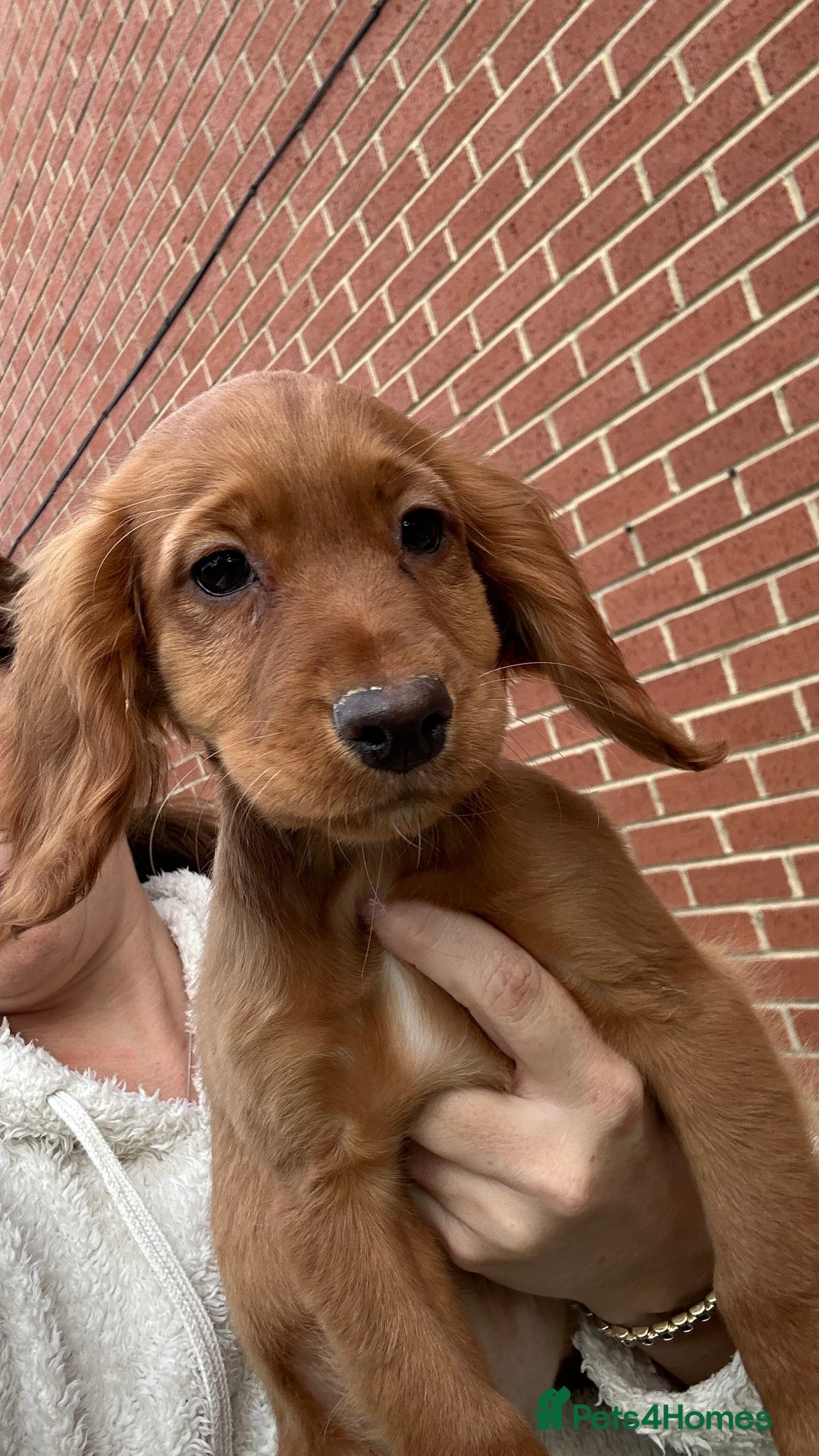 Cocker Spaniel dogs for sale: ‼️REDUCED‼️KC registered Red Cocker Spaniel Pups  - Image 3