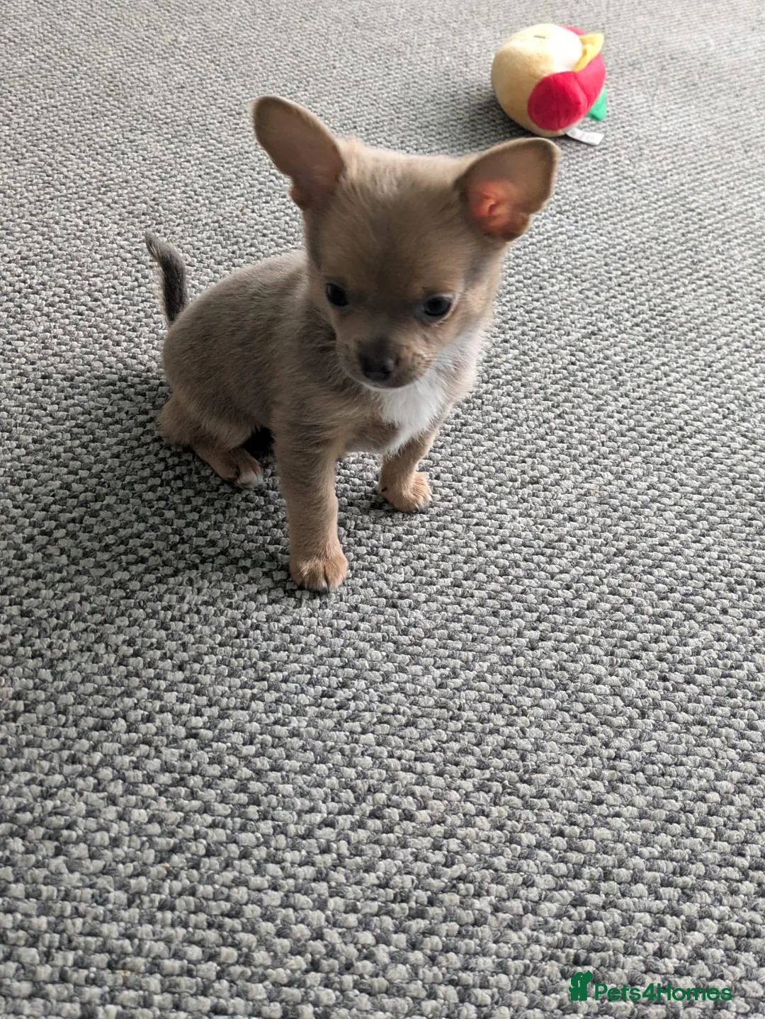 Pomchi dogs for sale: 2 stunning pomchi boys - Advert 5