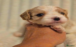 Cavapoo dogs for sale: Adorable Cavapoo Pups fully health tested parents - Image 29