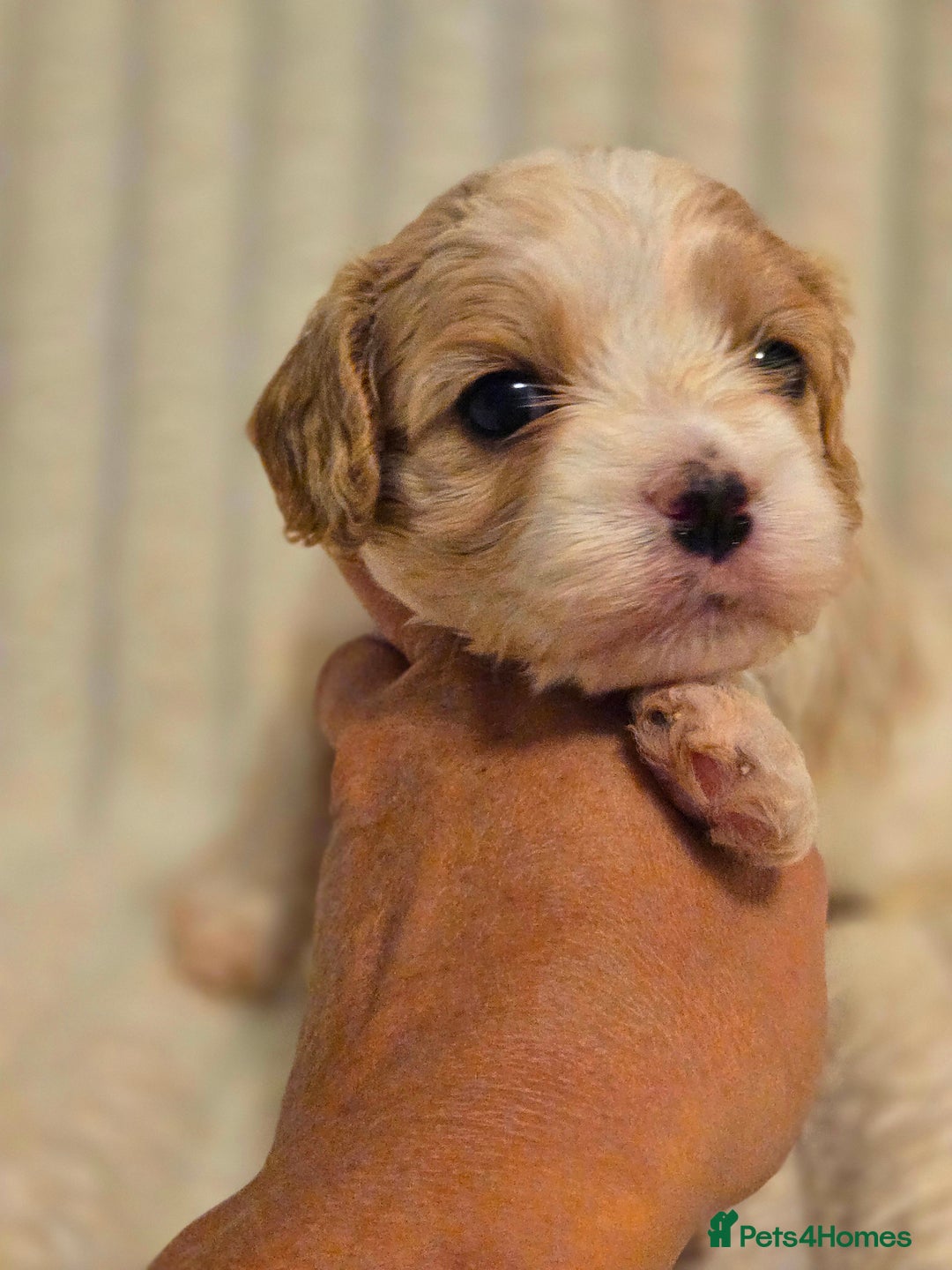 Cavapoo dogs for sale: Adorable Cavapoo Pups fully health tested parents - Image 29