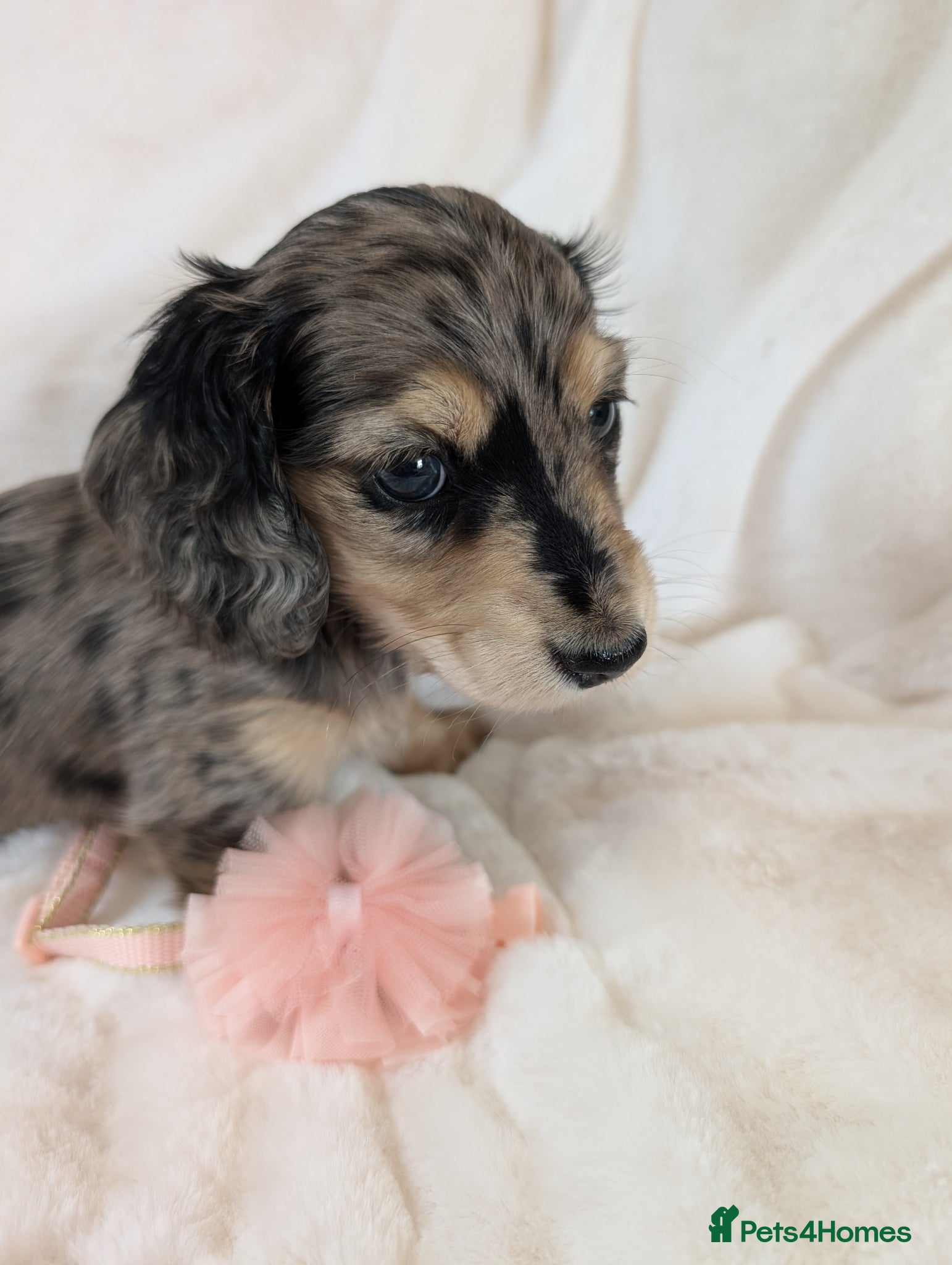 Miniature Dachshund dogs Last little fella stunning LH  - Advert 3