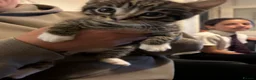 Mixed Breed cats for sale: Tabby boys  - Advert 6