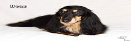 Miniature Dachshund dogs for stud: Black and Cream Longhair Miniature Boy - PRA Clear in Rochford - Advert 5
