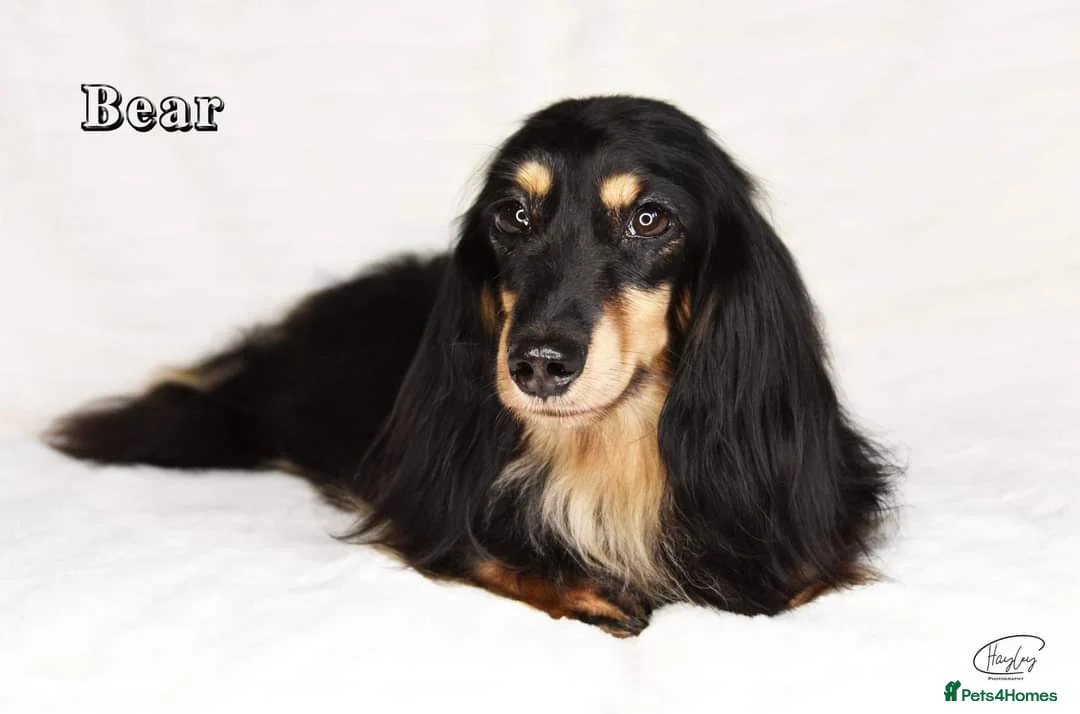 Miniature Dachshund dogs for stud: Black and Cream Longhair Miniature Boy - PRA Clear in Rochford - Advert 5