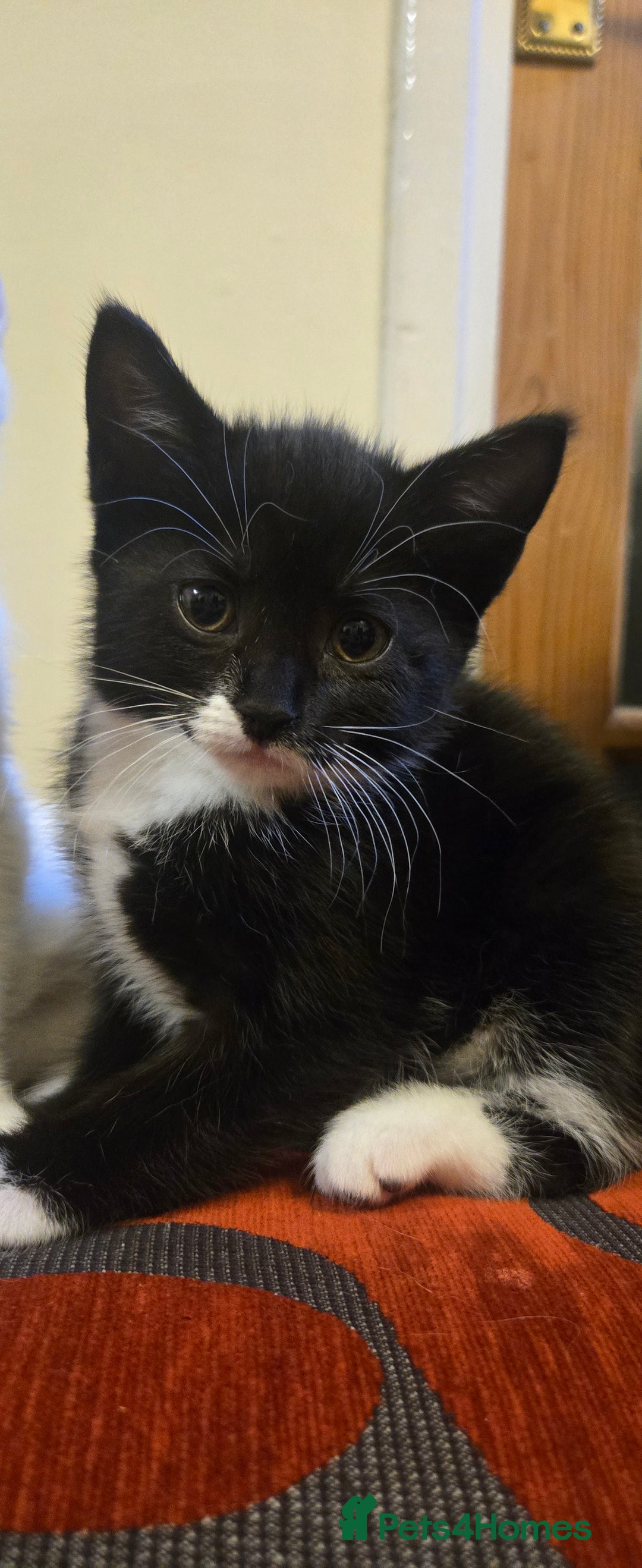 Mixed Breed cats for sale: 3 kittens looking for their forever homes.  - Image 22