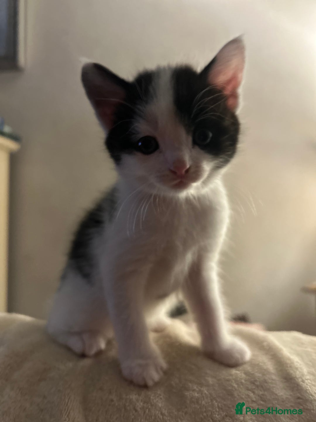 Mixed Breed cats for sale: Main coon x British short hair kittens  - Advert 2