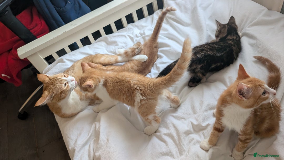 Mixed Breed cats for sale: Litter of 4 Kittens Ready for Their Forever Homes! - Advert 2