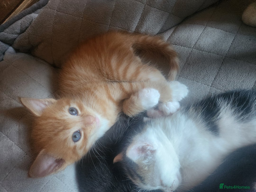 Mixed Breed cats for sale: Beautiful baby's looking for their forever homes  - Image 5