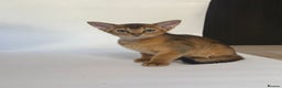 Abyssinian cats for sale: Abyssinian Kitten Boy Tica Show Quality  - Advert 8