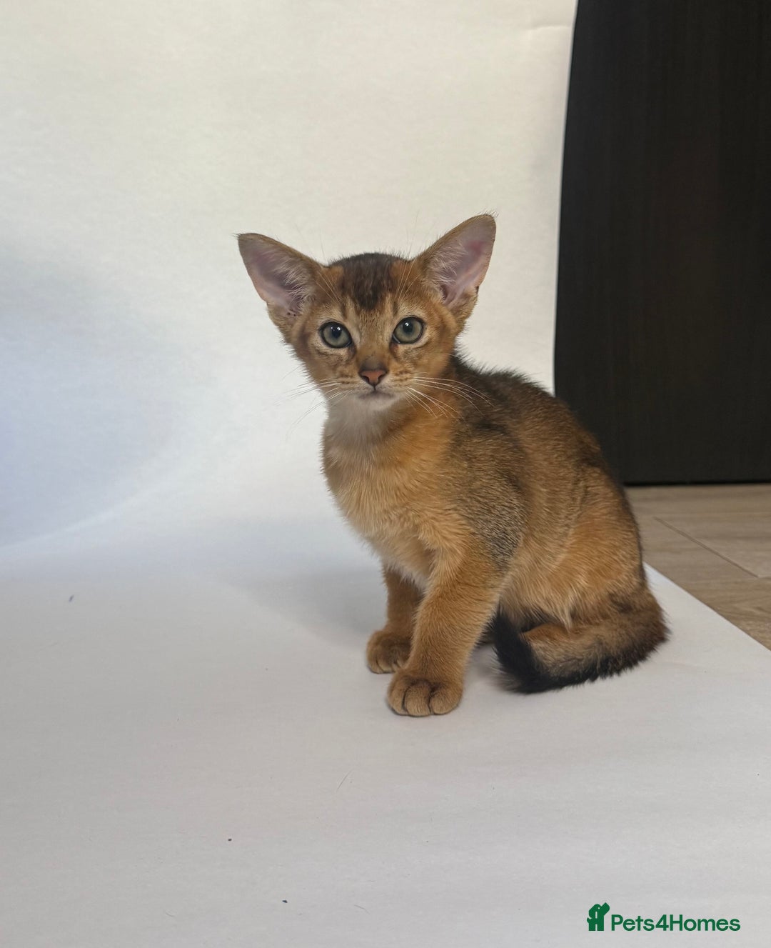 Abyssinian cats for sale: Abyssinian Kitten Boy Tica Show Quality  - Advert 8