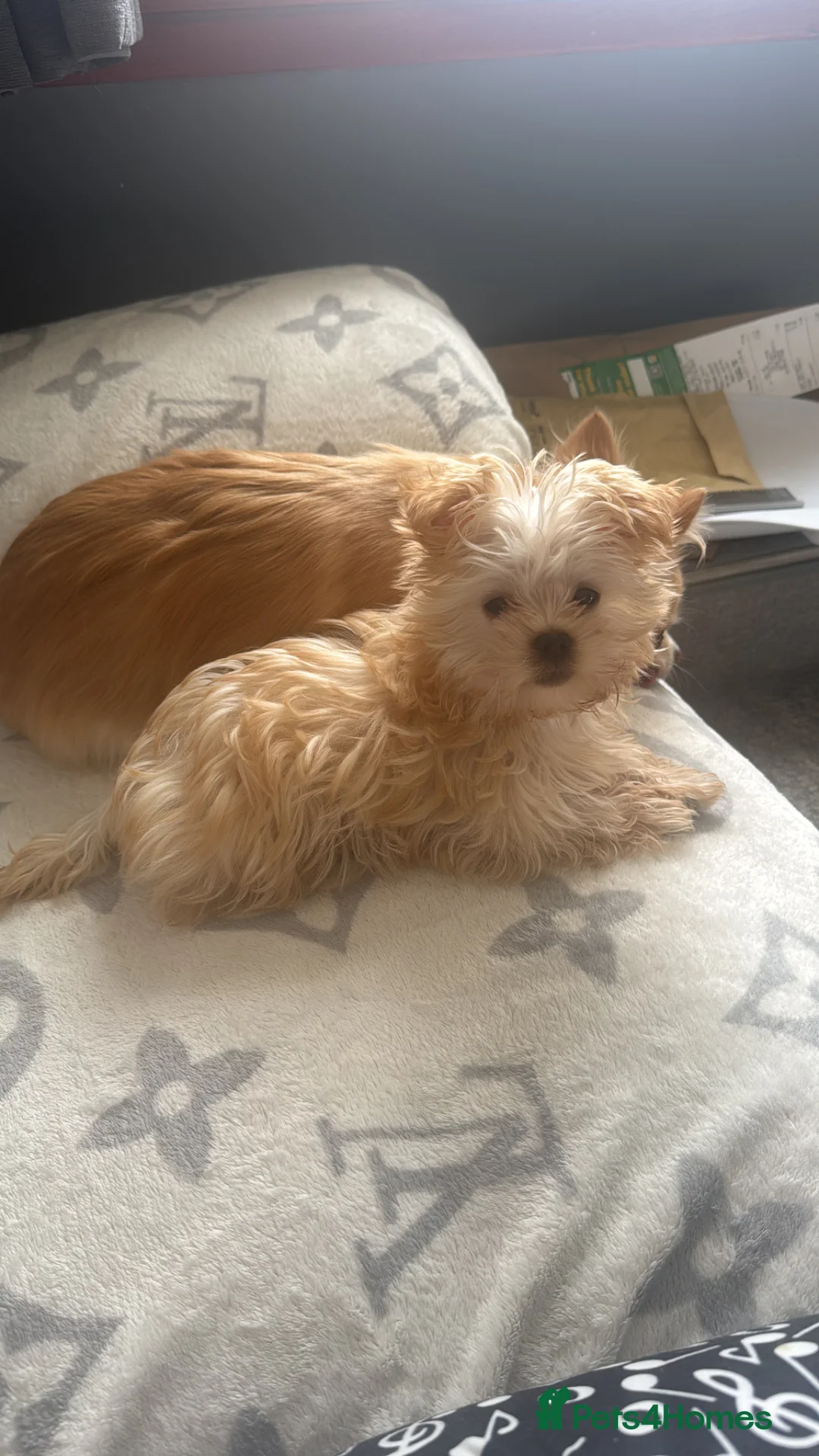 Yorkshire Terrier dogs for sale: Male Yorkshire terrier  - Advert 2