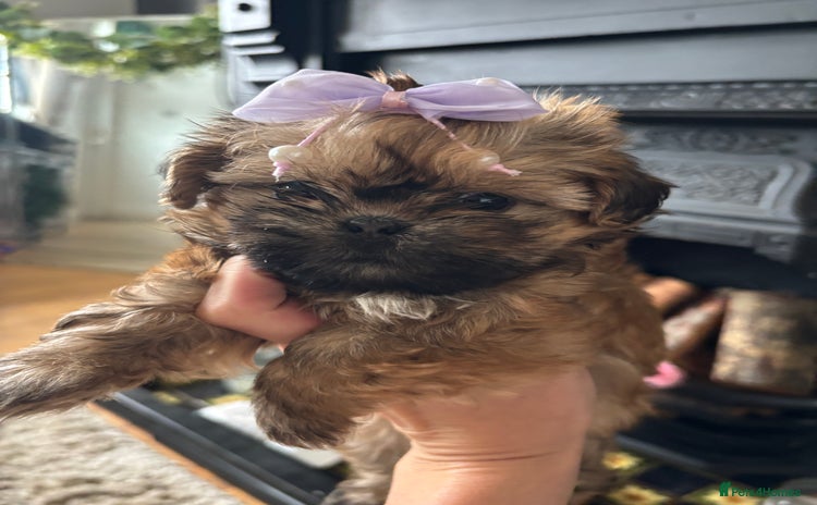 Shih Tzu dogs - Advert 7