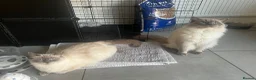 Ragdoll cats for sale: 🩵5 Beautiful Bluepoint Ragdolls for sale🩵 - Advert 13