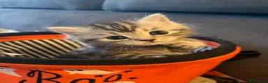 British Shorthair 4