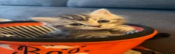 British Shorthair cats for sale: BSH CROSS - Advert 2
