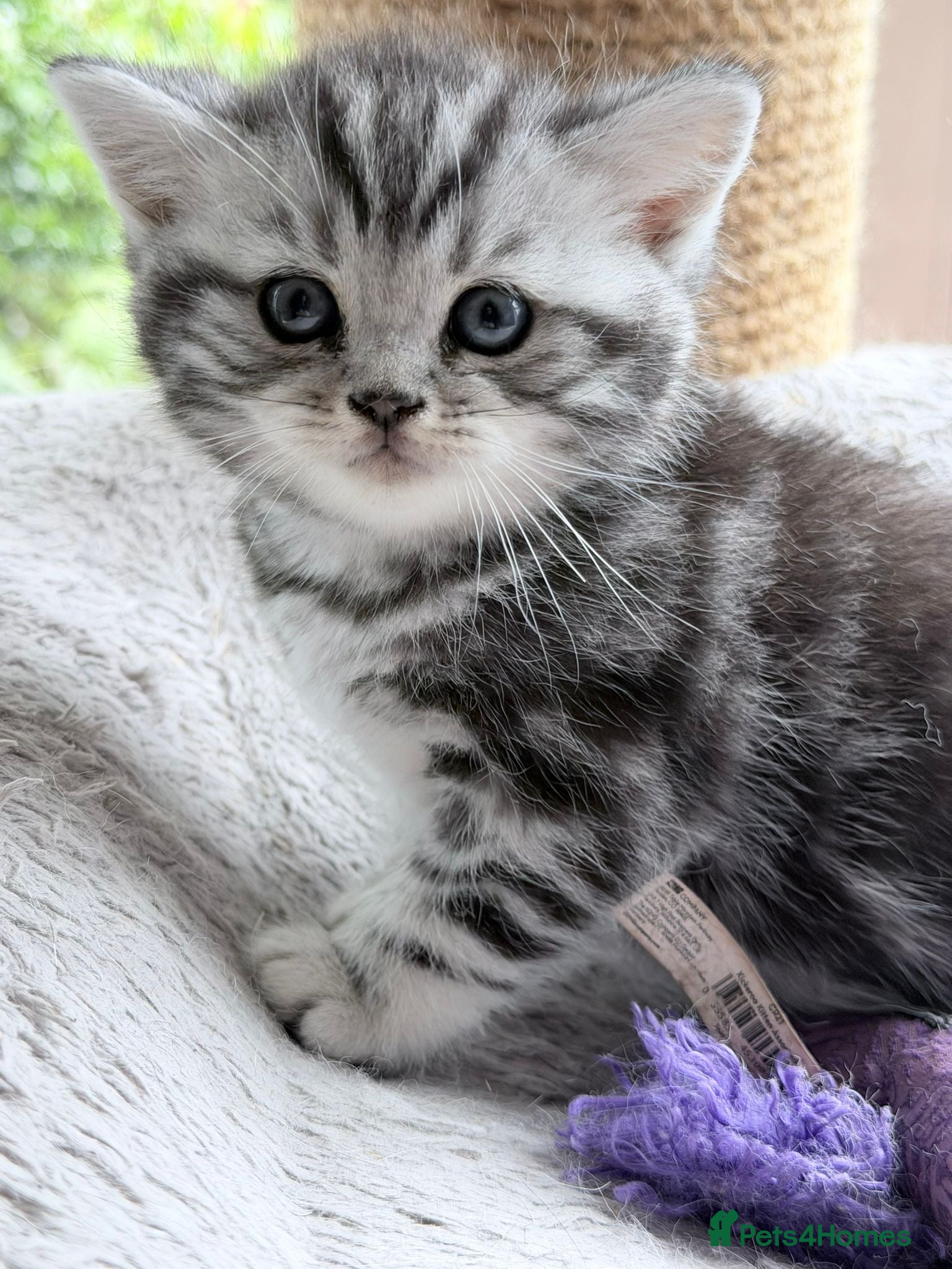 British Shorthair cats GCCF reg BSH BLACK SILVER TABBY KITTENS - Advert 1