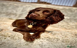 Cocker Spaniel dogs for sale: Cocker spaniel puppies - Image 8