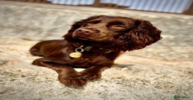 Cocker Spaniel dogs - Advert 8
