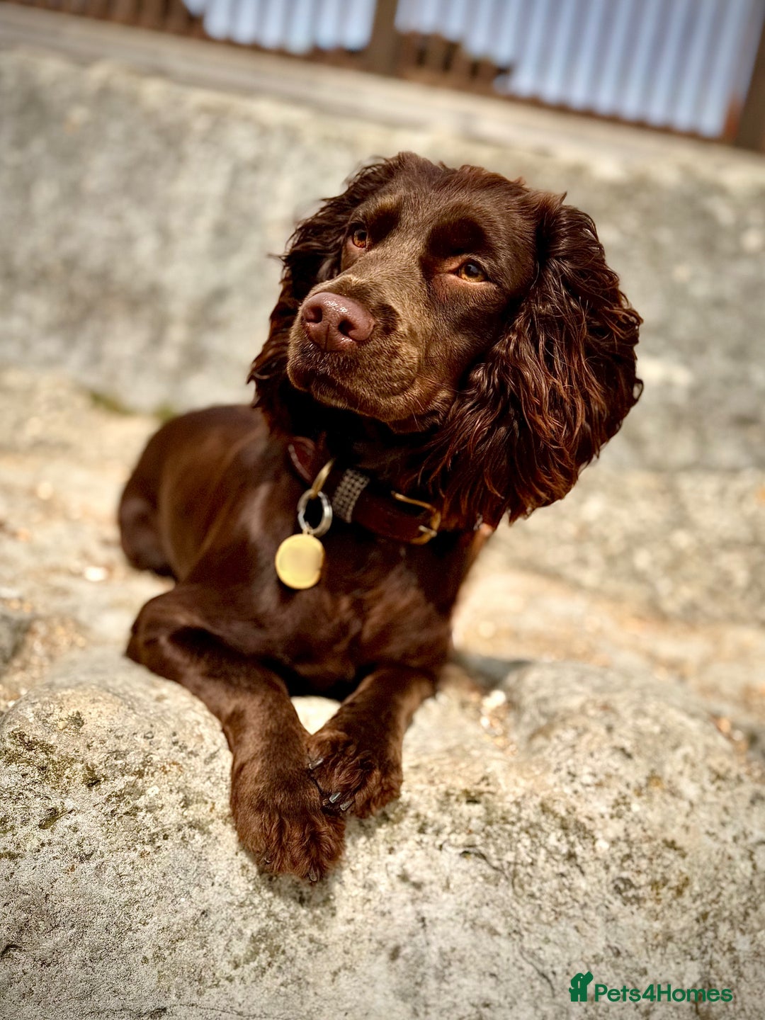 Cocker Spaniel dogs for sale: Cocker spaniel puppies - Image 8