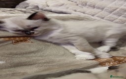 Ragdoll cats for sale: Beautiful Blue Mitted Ragdoll Kitten’s for Sale 🐾 - Image 7