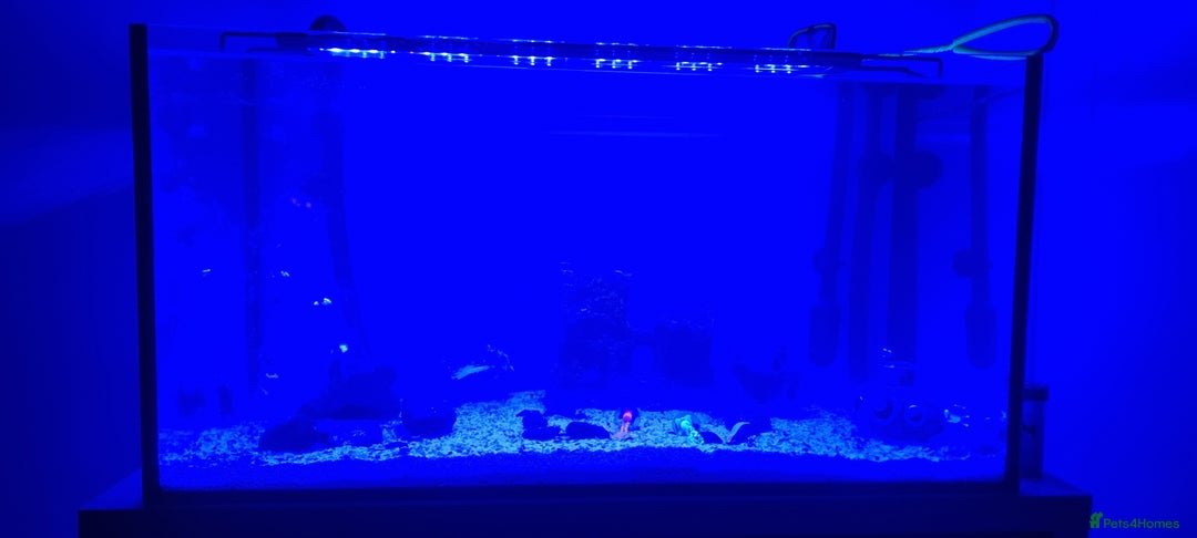 Barbs fish for sale: Fish tanka with evrthing for seal  - Advert 6