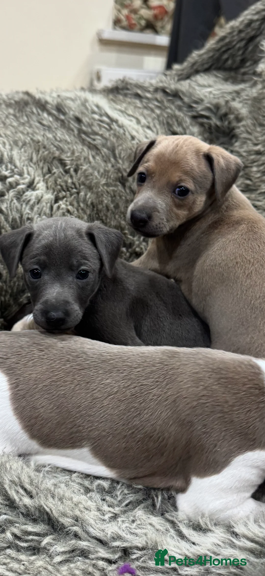 Italian Greyhound dogs for sale: Stunning Italian Greyhound Puppies - Advert 14