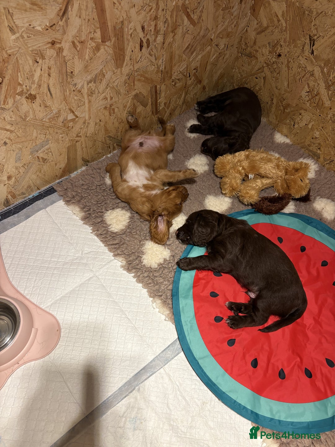 Cocker Spaniel dogs for sale: 🏆 KC Reg Working Cocker Spaniels – FTCH Line 🐾 - Image 20