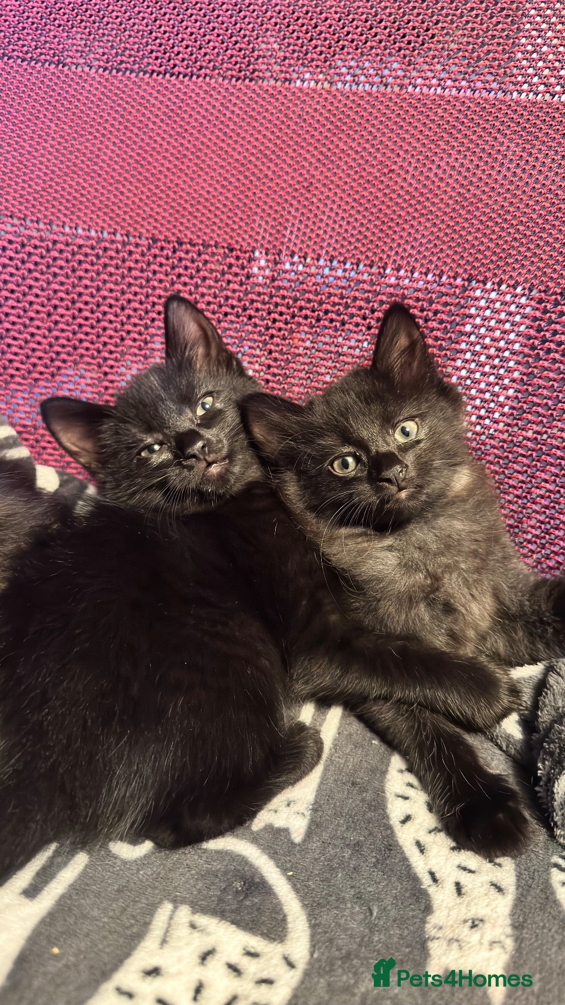 Mixed Breed cats Stunning kittens 🐈‍⬛  - Advert 1