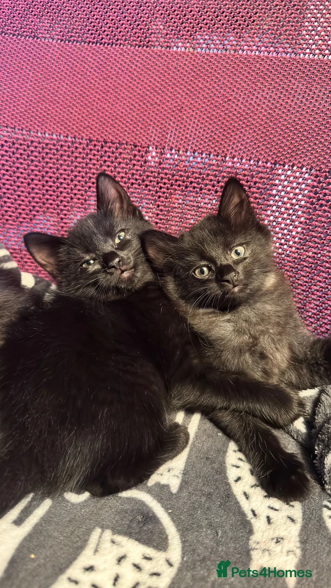 Mixed Breed cats for sale: Stunning kittens 🐈‍⬛  - Advert 1