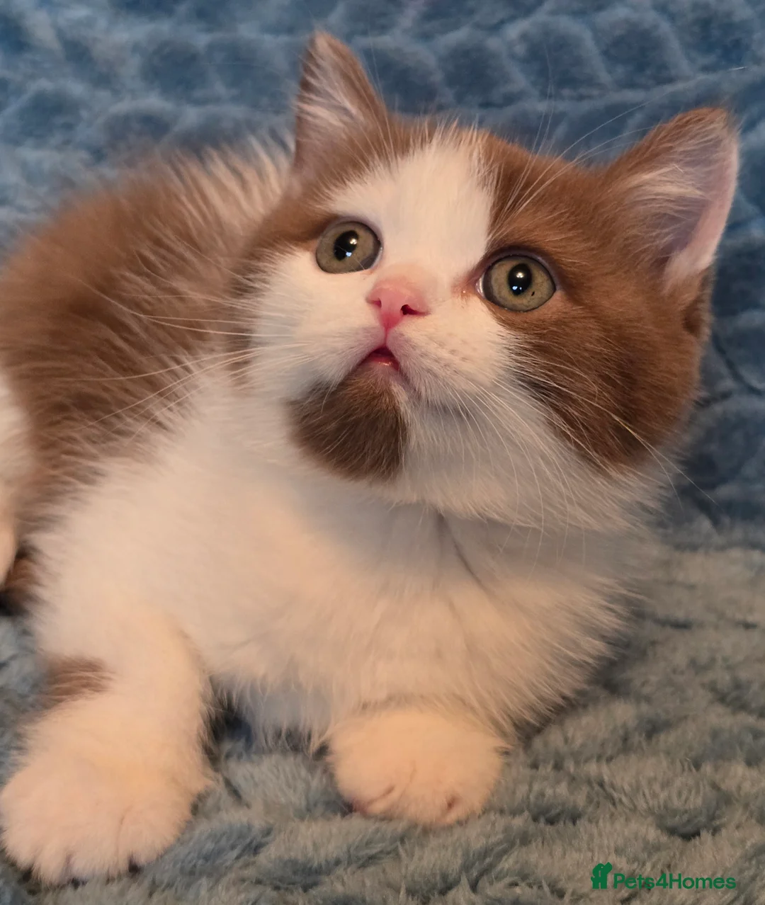 British Shorthair cats for sale: TICA registered British shorthair kittens - Advert 21