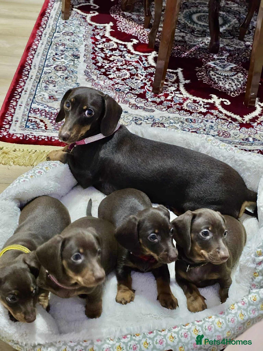 Dachshund dogs for sale: Miniature dachshund puppies for sale - Image 2