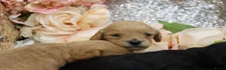Cavapoo dogs for sale: *HEALTH TESTED*Cavapoo Puppies 5*LICENSED BREEDER* - Advert 7