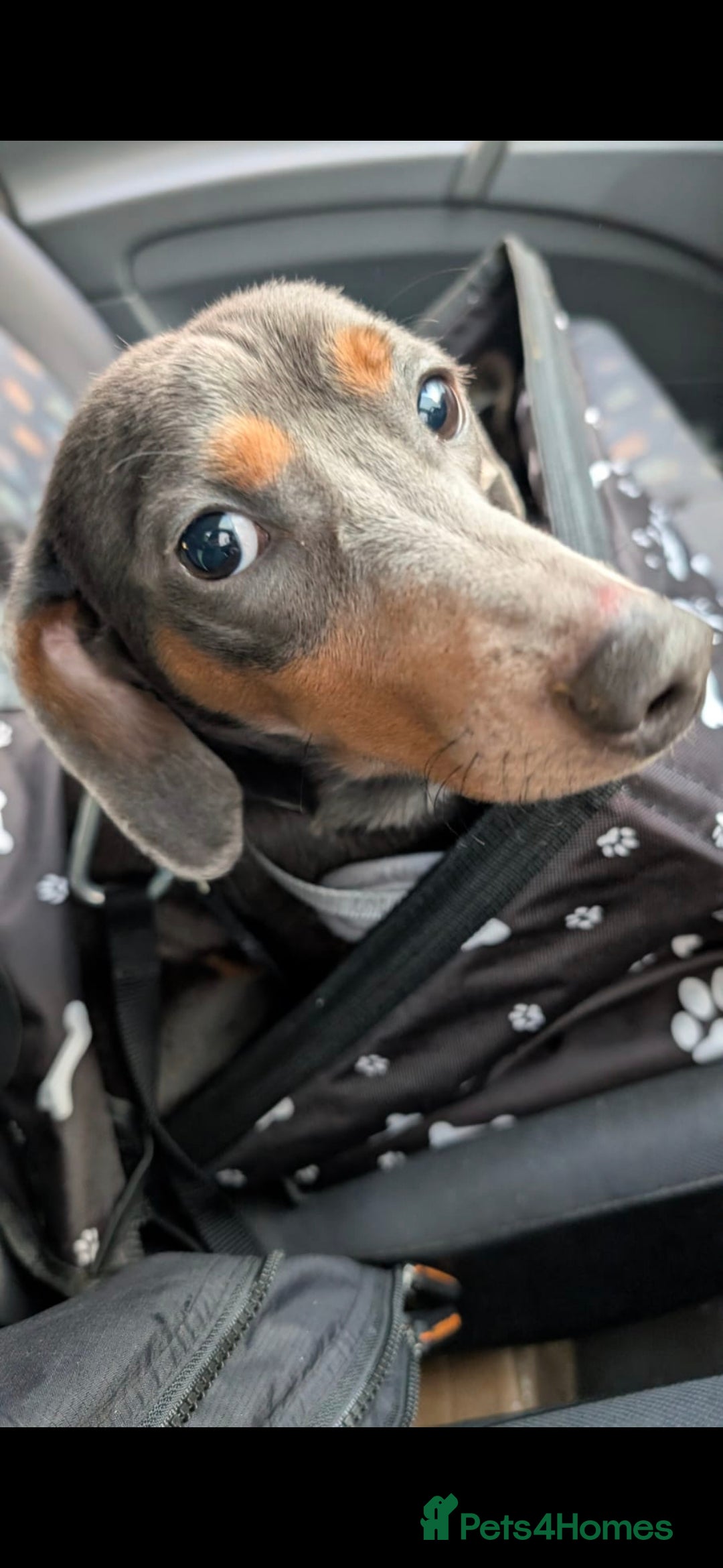 Dachshund dogs for sale: 1 year old Dachshund looking for new home  - Advert 5