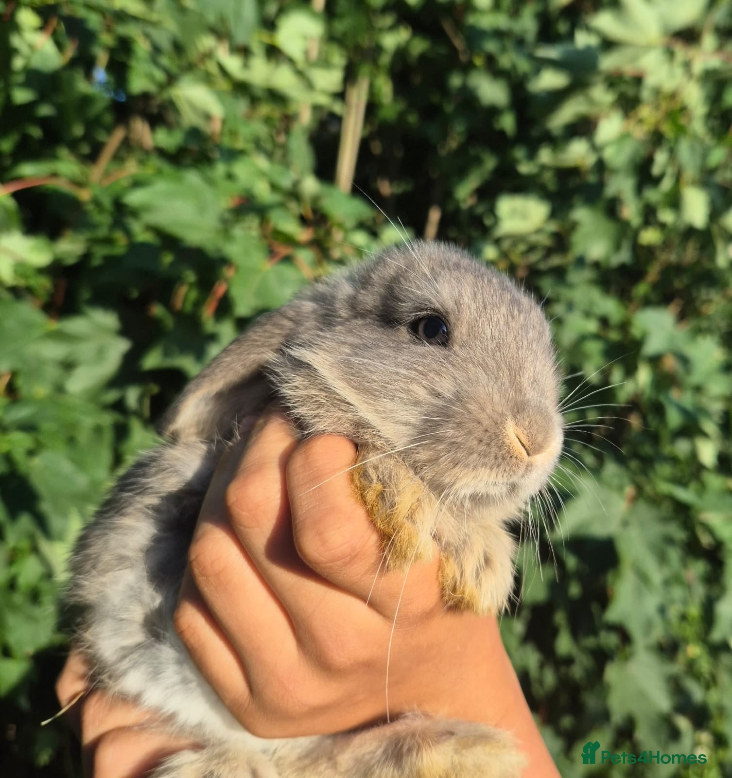 Mixed Breed rabbits 3 lionhead x lops baby bunnies  - Advert 3