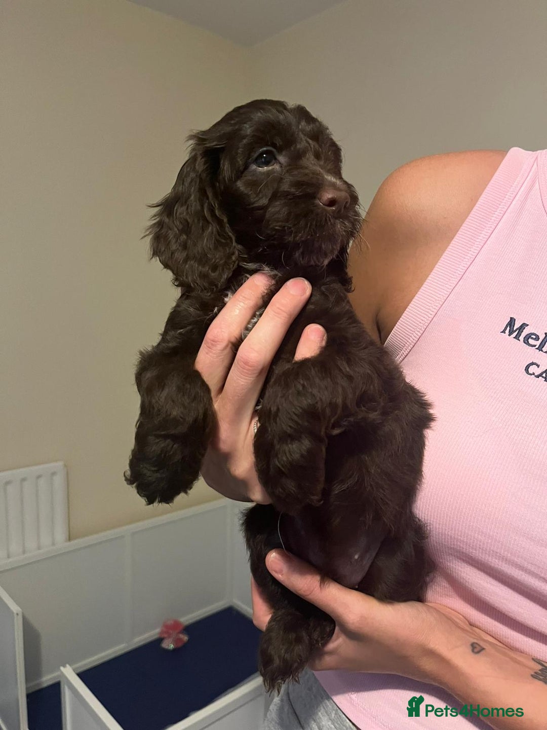 Cockapoo dogs for sale: All rehomed ❤️ F1 PRA clear cockapoo pups - Image 25