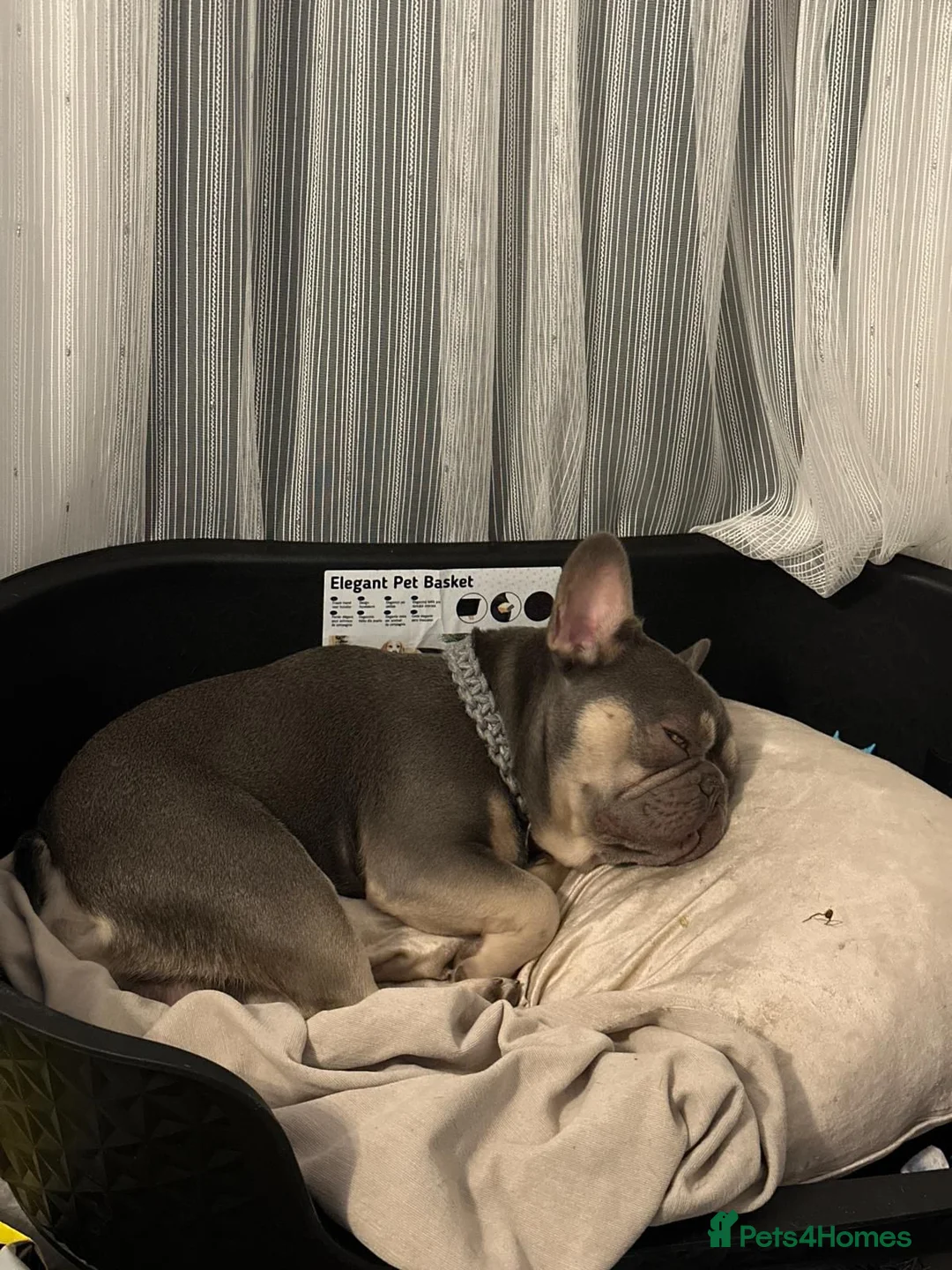 French Bulldog dogs for sale: French bulldog  - Advert 2