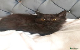 Maine Coon cats for sale: Beautiful Maine coon mix kittens. - Image 5