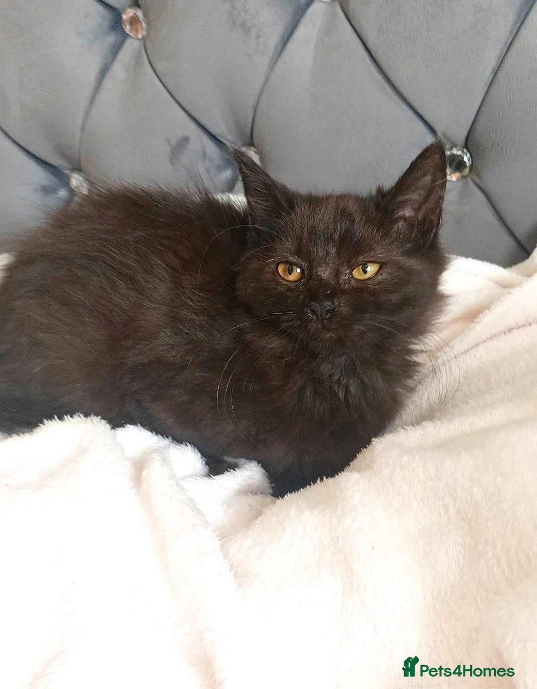 Maine Coon cats for sale: Beautiful Maine coon mix kittens. - Image 5